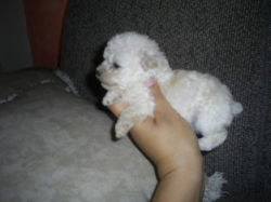 Compro poodle micro toy!
